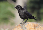 American Crow photo 13