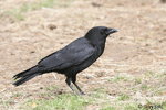 American Crow photo 1