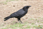 American Crow photo 2