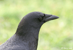 American Crow photo 3