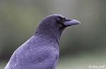 American Crow photo 4