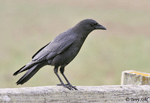 American Crow photo 6