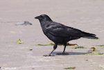 American Crow photo 7
