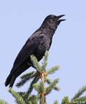 American Crow photo 8