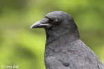 American Crow photo 9