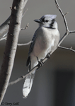 Blue Jay 11 - Cyanocitta cristata