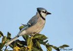 Blue Jay 13 - Cyanocitta cristata
