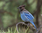Steller's Jay - Cyanocitta stelleri