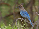 Steller's Jay - Cyanocitta stelleri