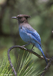 Steller's Jay - Cyanocitta stelleri