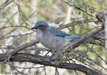 Western Scrub Jay - Aphelocoma californica
