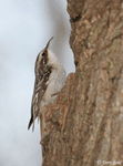 Bobolink 1 - Dolichonyx oryzivorus