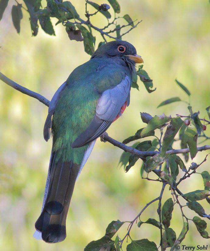 Coppery-tailed Trogon 2 - Trogon ambiguus