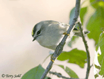 Golden-crowned Kinglet 1 - Regulus satrapa