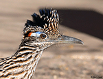 Greater Roadrunner 2 - Geococcyx californianus