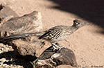 Greater Roadrunner 3 - Geococcyx californianus