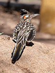 Greater Roadrunner 4 - Geococcyx californianus