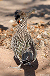 Greater Roadrunner 5 - Geococcyx californianus