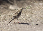 Sprague's Pipit photo 7