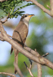 Yellow-billed Cuckoo 5 - Coccyzus americanus