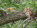 Eastern Screech Owl 5 - Megascops asio