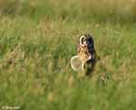 Short-eared Owl 3 - Asio flammeus