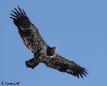 Bald Eagle 23 - Haliaeetus leucocephalus