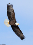 Bald Eagle 27 - Haliaeetus leucocephalus