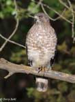 Broad-winged Hawk 1 - Buteo platypterus