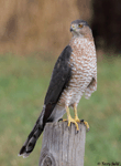 Cooper's Hawk 5 - Accipiter cooperii
