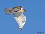 Ferruginous Hawk 10 - Buteo regalis