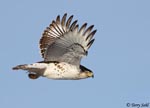 Ferruginous Hawk 11 - Buteo regalis