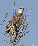 Ferruginous Hawk 31 - Buteo regalis
