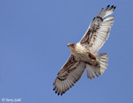 Ferruginous Hawk 6 - Buteo regalis