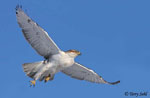 Ferruginous Hawk 7 - Buteo regalis