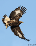 Golden Eagle photo 2