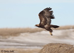 Golden Eagle photo 7