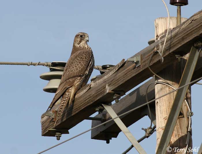 Gyrfalcon - Presho Area birding "hotspot"