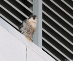 Peregrine Falcon - Falco peregrinus