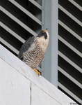 Peregrine Falcon - Falco peregrinus