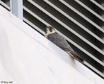 Peregrine Falcon - Falco peregrinus