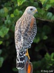 Red-shouldered Hawk - Buteo lineatus