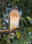 Red-shouldered Hawk - Buteo lineatus
