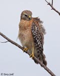Red-shouldered Hawk - Buteo lineatus