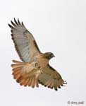 Red-tailed Hawk - Buteo jamaicensis