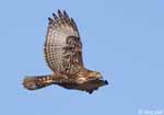 Red-tailed Hawk - Buteo jamaicensis