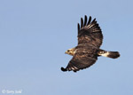 Rough-legged Hawk - Buteo lagopus