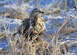 Rough-legged Hawk - Buteo lagopus