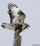 Rough-legged Hawk - Buteo lagopus