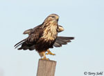 Rough-legged Hawk - Buteo lagopus